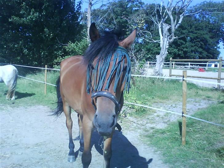 Anden særlig race Elvis(solgt) billede 4