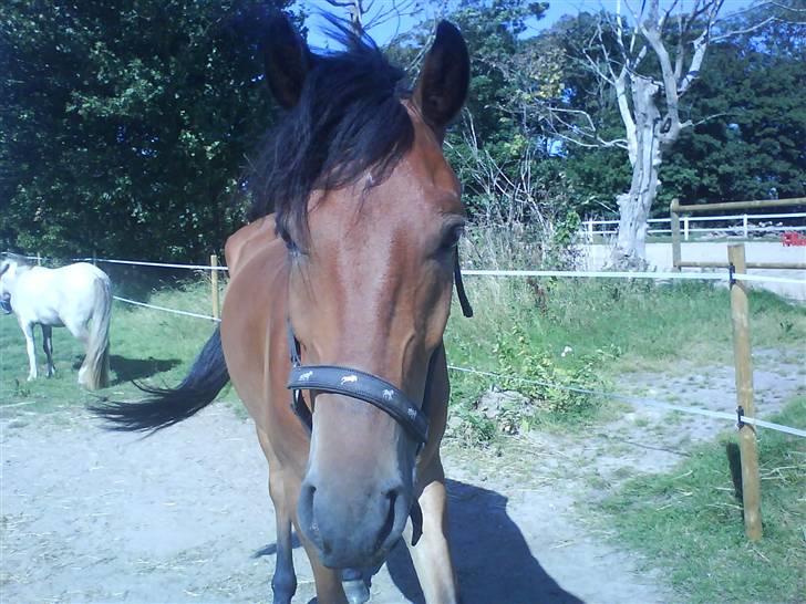 Anden særlig race Elvis(solgt) billede 5