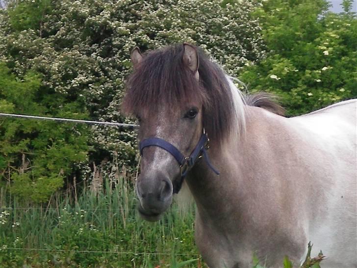 Anden særlig race Sir duke billede 1