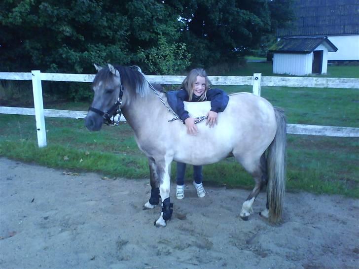 Anden særlig race Sir duke billede 2