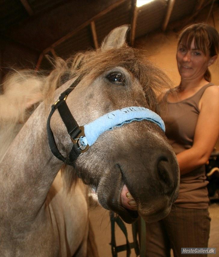 Anden særlig race Sir duke billede 3
