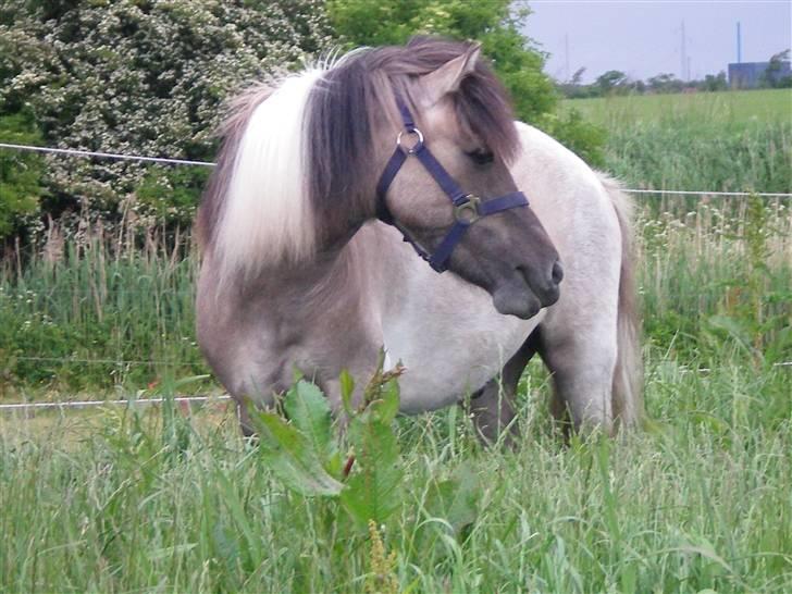 Anden særlig race Sir duke billede 4