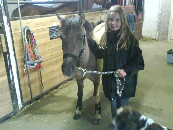 Anden særlig race Sir duke billede 5