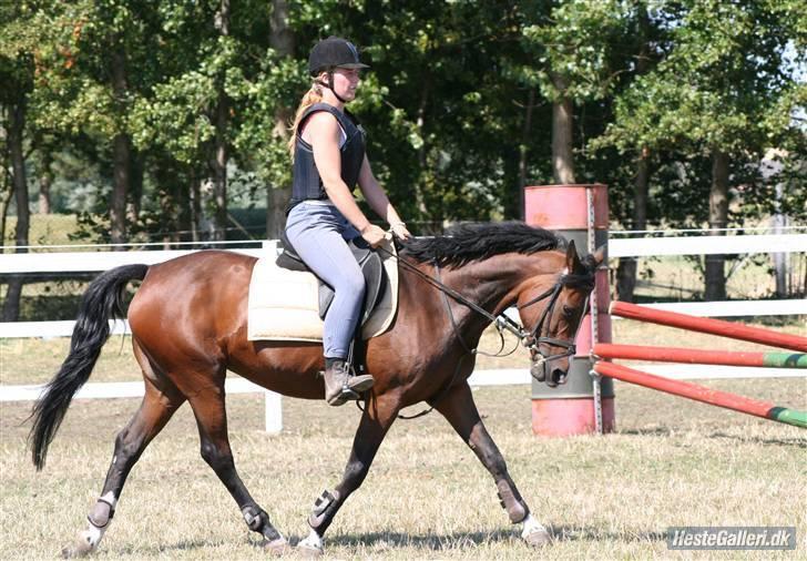 DSP Atlanta (DØD) R.I.P - et lille fint dressur billed (; Foto : Lone . P billede 19