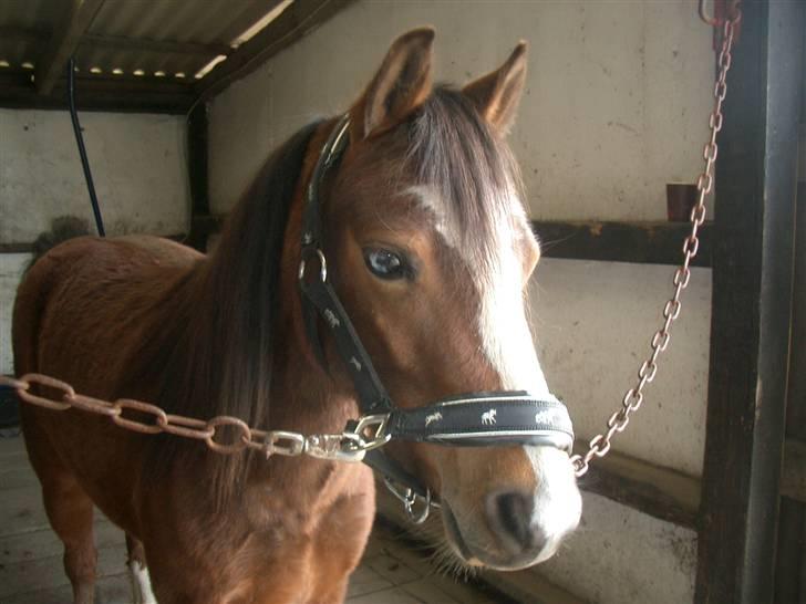 Welsh Mountain (sec A) Fieneke's Ferry billede 6