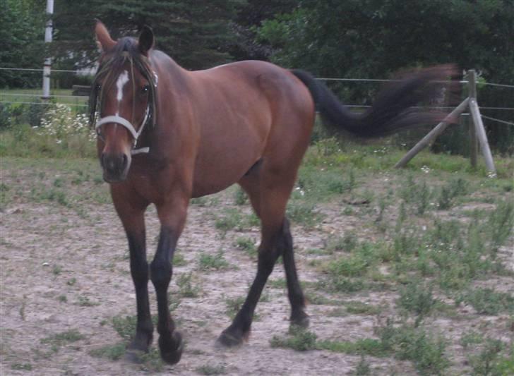 Traver Emcey billede 13