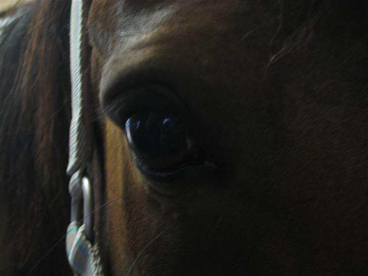 Traver Emcey billede 14