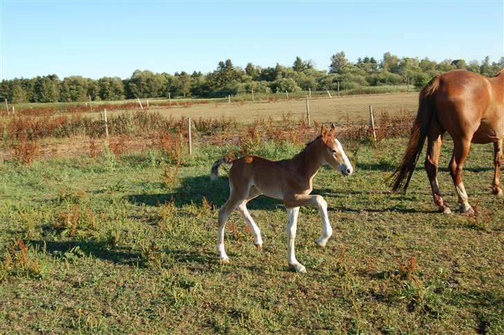 Anden særlig race Umay Be Royal billede 1