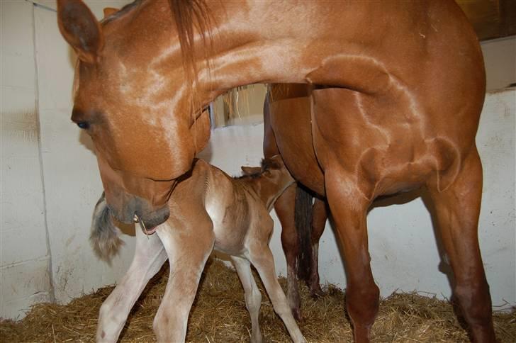 Anden særlig race Umay Be Royal billede 2