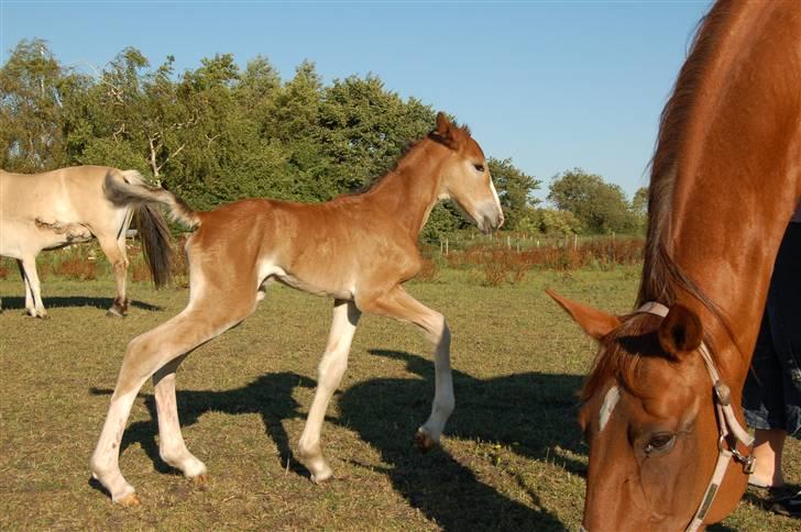 Anden særlig race Umay Be Royal billede 3