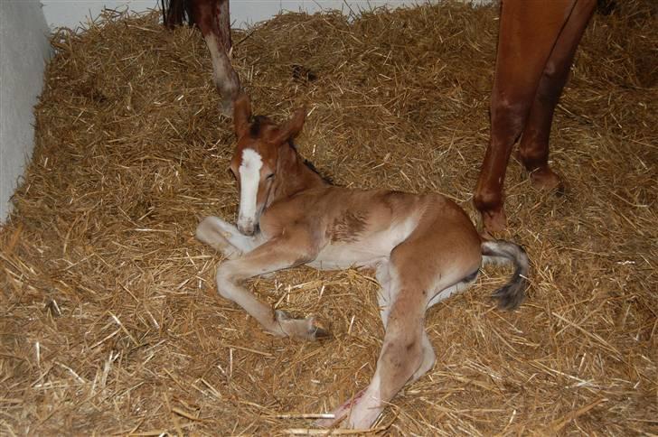 Anden særlig race Umay Be Royal billede 4