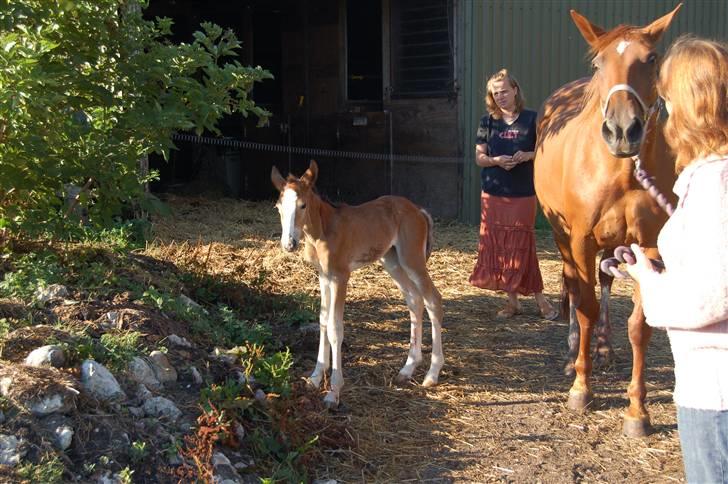 Anden særlig race Umay Be Royal billede 5
