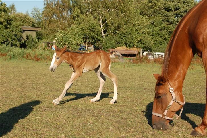 Anden særlig race Umay Be Royal billede 6