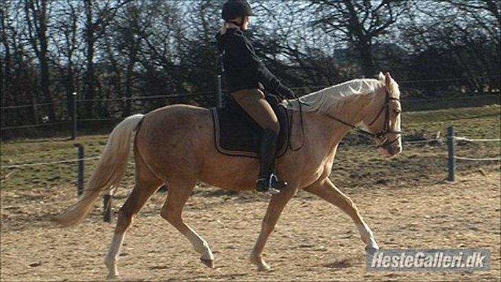 Palomino Movie Box - Velkommen til Musens profil (: billede 2