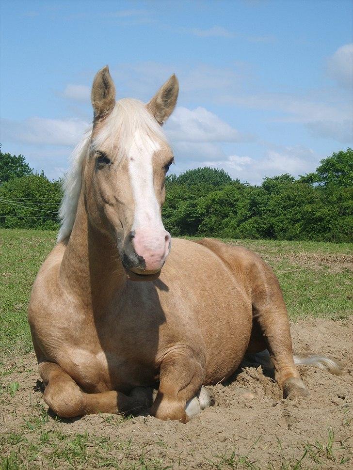 Palomino Movie Box - der skal også være tid til at slappe lidt a´ (; billede 5