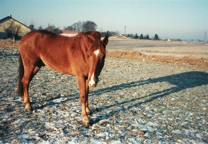 Anden særlig race Ferrari - Ferrari på fold billede 3