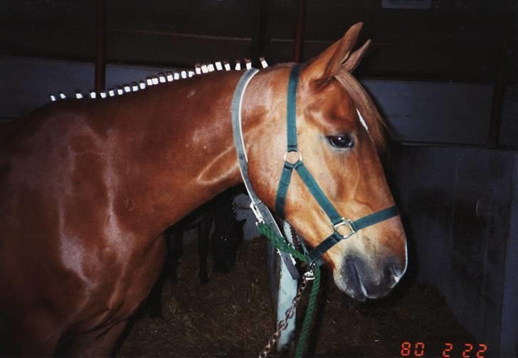 Anden særlig race Ferrari - Ferrari ved at blive gjort klar til stævne billede 5