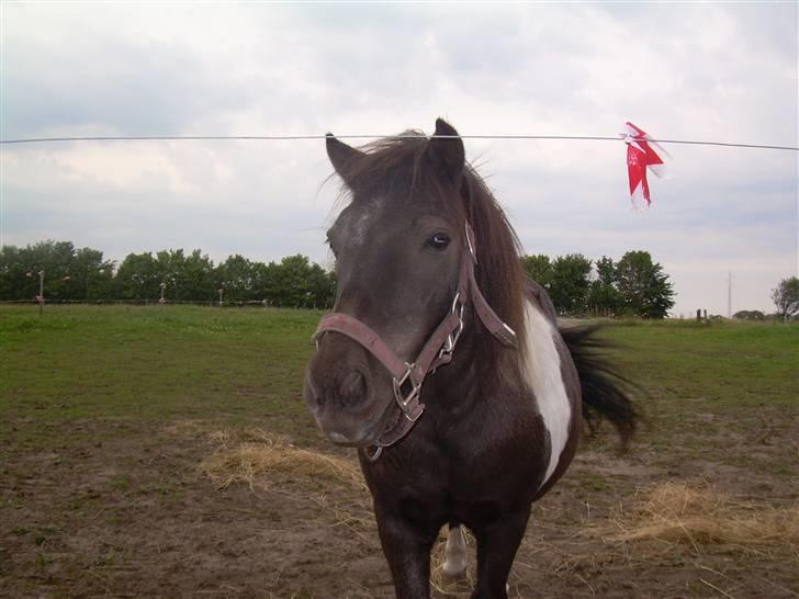Shetlænder Nygaard's Tarzan - Velkommen til Tarzans profil!(: billede 1