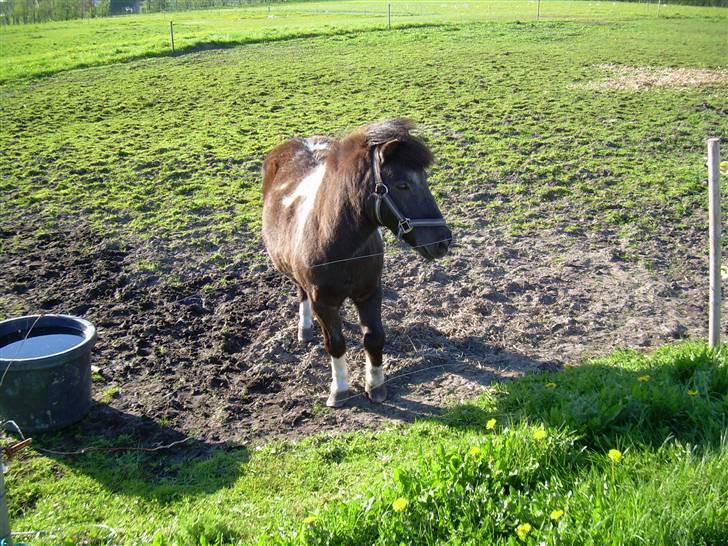 Shetlænder Nygaard's Tarzan billede 2