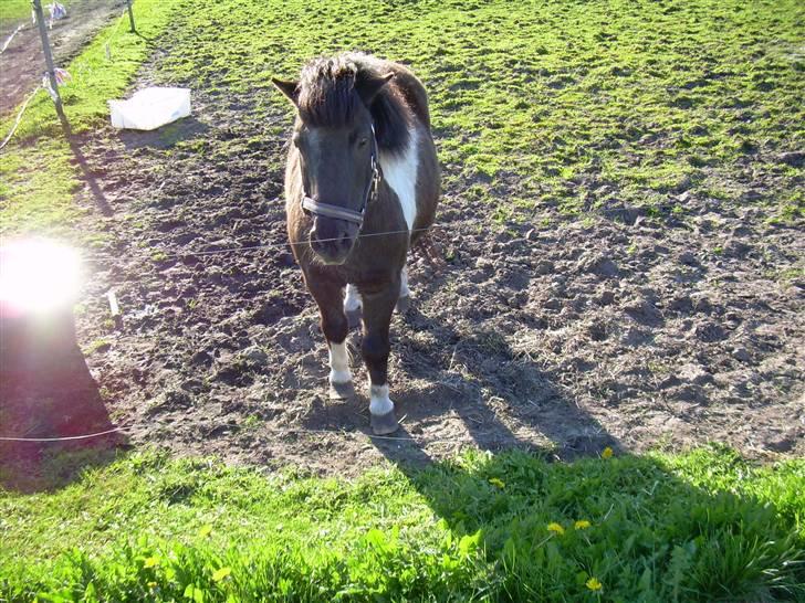 Shetlænder Nygaard's Tarzan billede 3