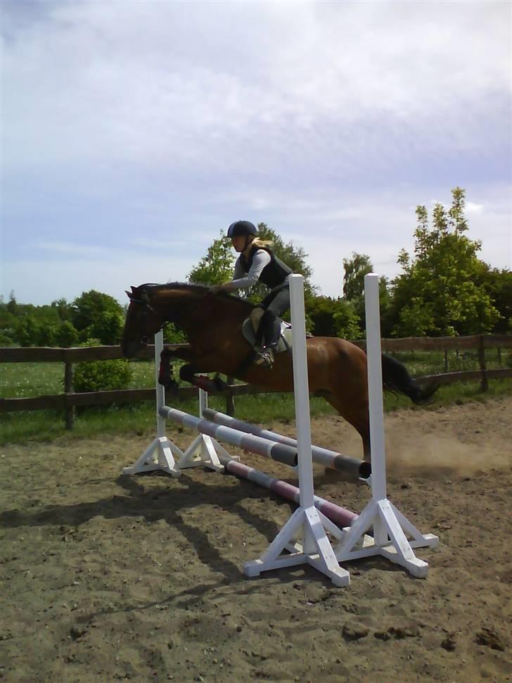 Anden særlig race Laban (søsters)- solgt billede 7