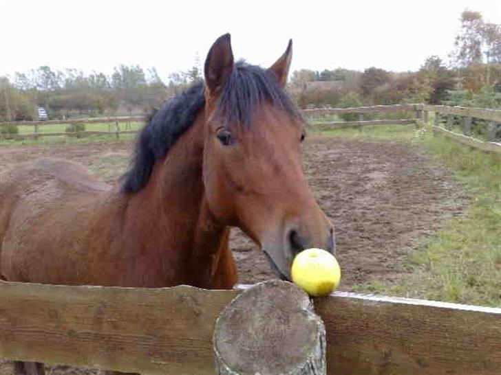 Anden særlig race Laban (søsters)- solgt billede 8