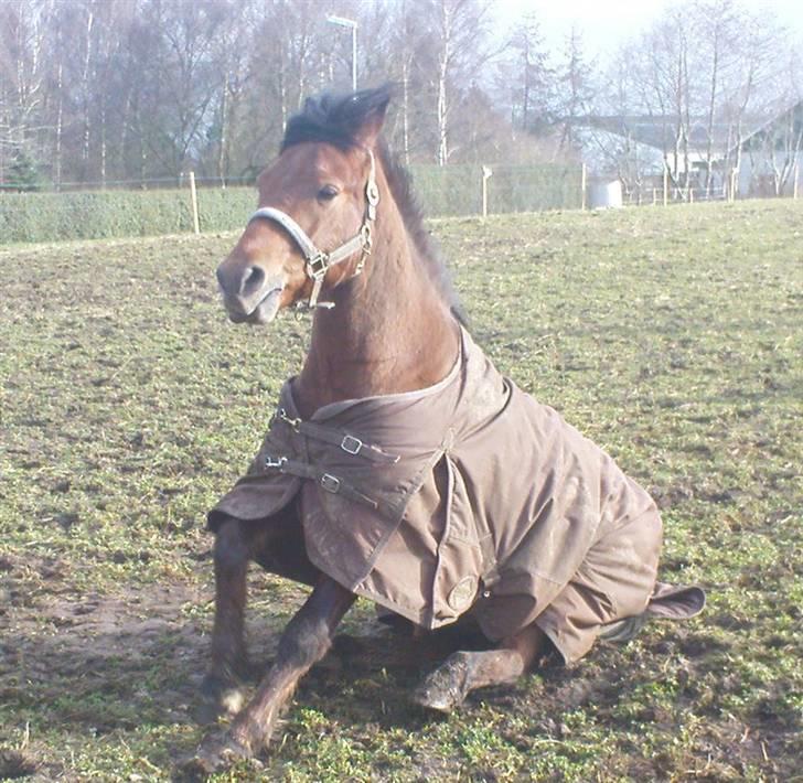 Anden særlig race Laban (søsters)- solgt billede 9