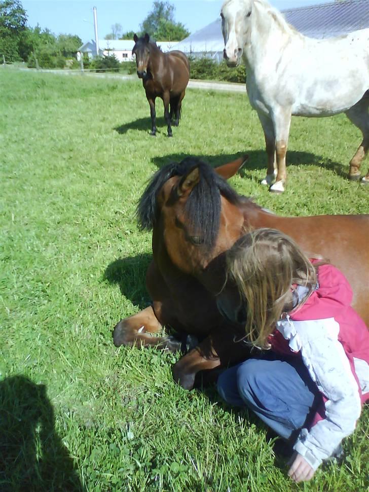 Anden særlig race Laban (søsters)- solgt billede 10