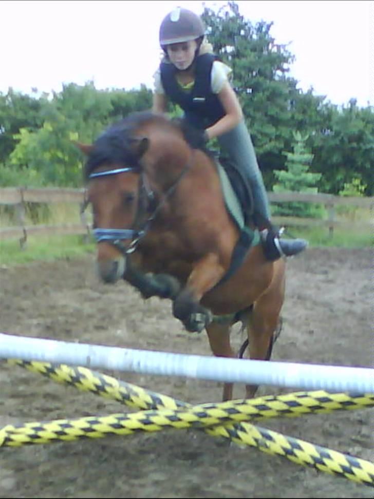 Anden særlig race Laban (søsters)- solgt billede 12