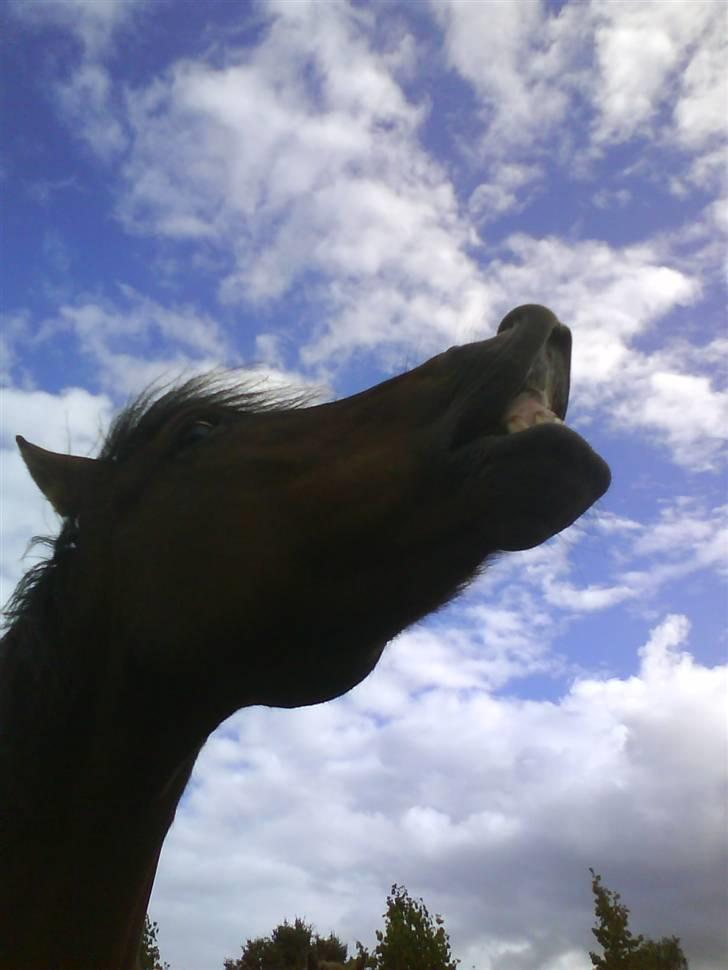 Anden særlig race Laban (søsters)- solgt billede 13