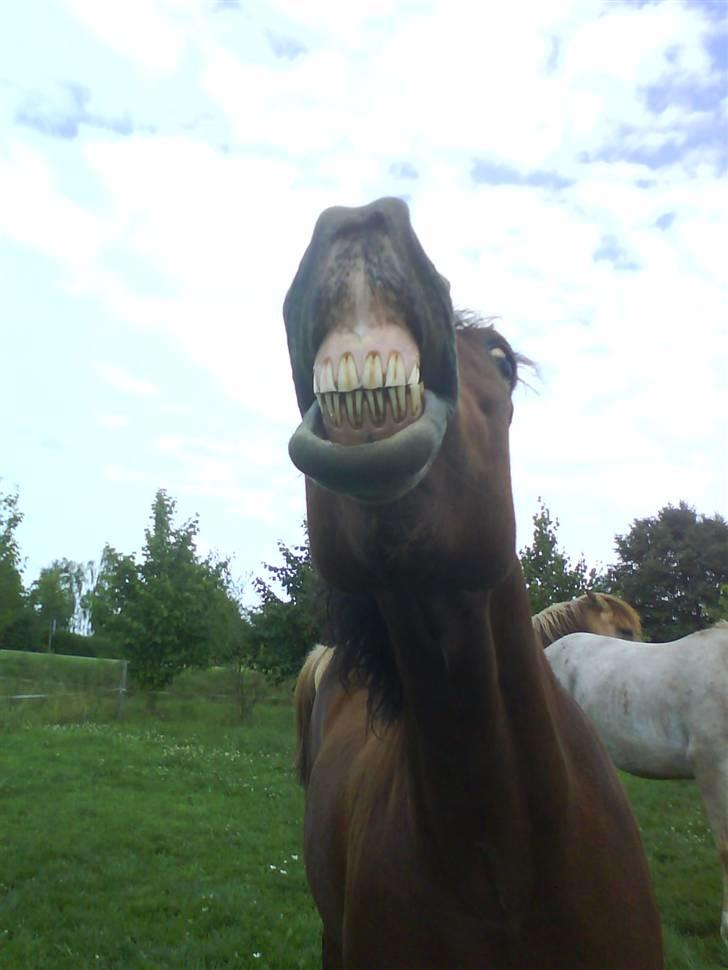 Anden særlig race Laban (søsters)- solgt billede 14