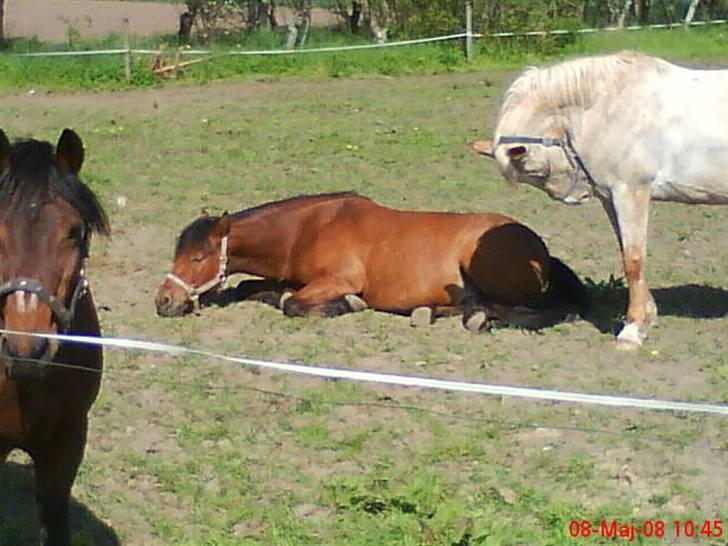 Anden særlig race Laban (søsters)- solgt billede 15