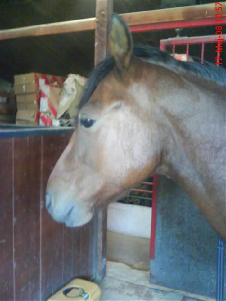 Anden særlig race Laban (søsters)- solgt billede 16