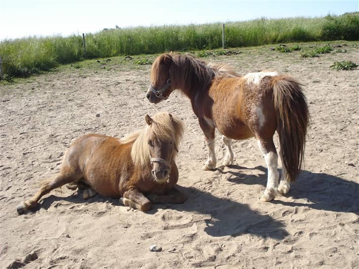 Shetlænder Prins - De små <3  billede 14