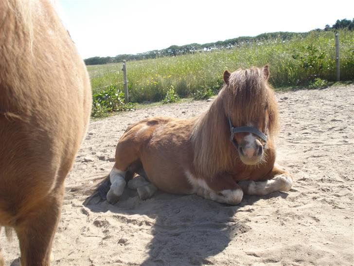 Shetlænder Patrick - Palle <3  billede 13