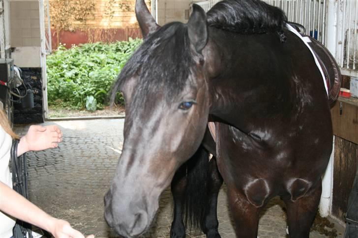 Frieser Lipke af Stasevang - Lipke er ved at blive sadlet op billede 2
