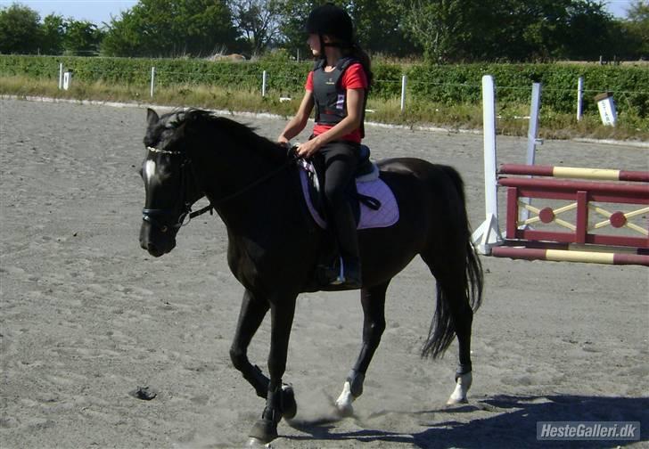 New Forest Zarista SOLGT - Riis og jeg til springning ;)  billede 6