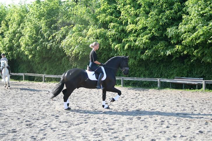 Frieser Lipke af Stasevang - lipke rider billede 9