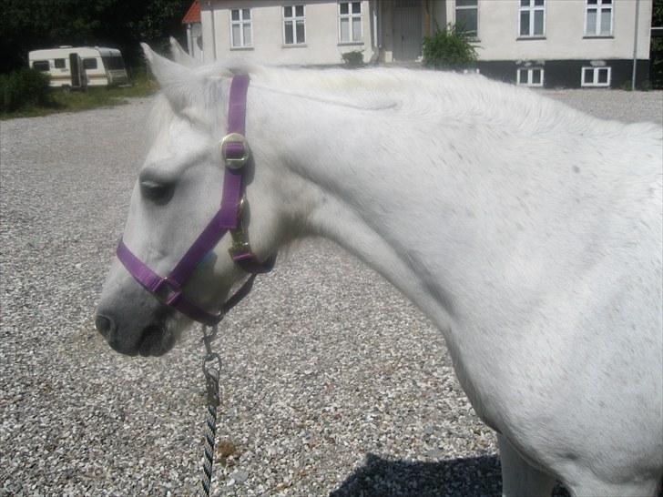 Dartmoor Kitti / Nekita frydenlund - velkommen til Kitti´s profil billede 1