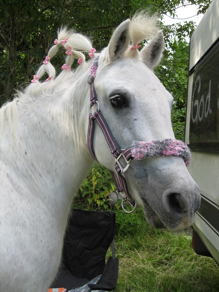 Dartmoor Kitti / Nekita frydenlund - Kitti´s 24 års fødselsdag... billede 2