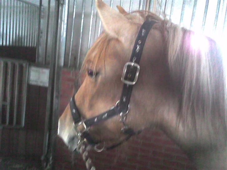 Anden særlig race Mailey  - et par dage før det var slut.  billede 16