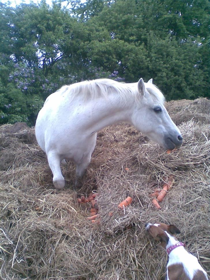 Dartmoor Kitti / Nekita frydenlund - "Mums, rådende gulerødder i mødingen."  billede 3