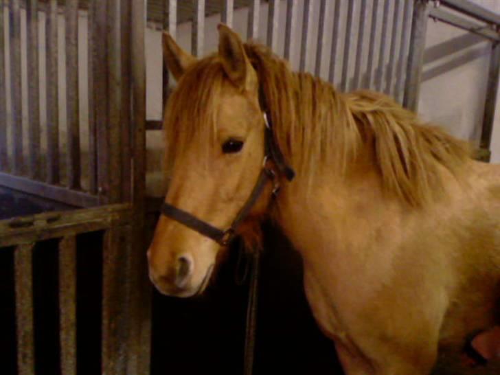 Anden særlig race Mailey  - Mailey musen på en kold vinterdag billede 17