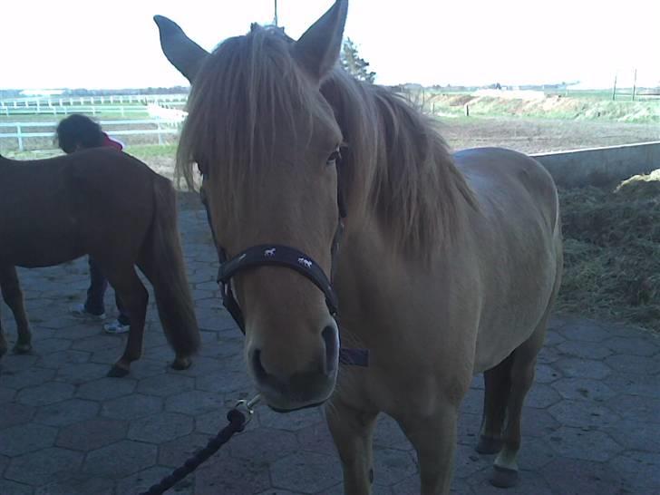 Anden særlig race Mailey  - dagen, hvor det hele sluttede... hun venter på dyrlægen her... billede 18