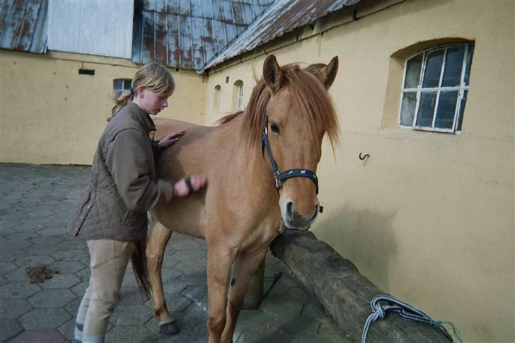 Anden særlig race Mailey  - ponyen er lækker lækker, men man kigger ikke på mig!! (; billede 19