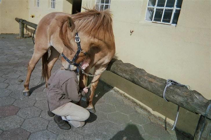 Anden særlig race Mailey  - RIP skatten. Håber du har det bedre på den anden side af regnbuebroen, uden smerter <3 vi ses lille skat <3 billede 20