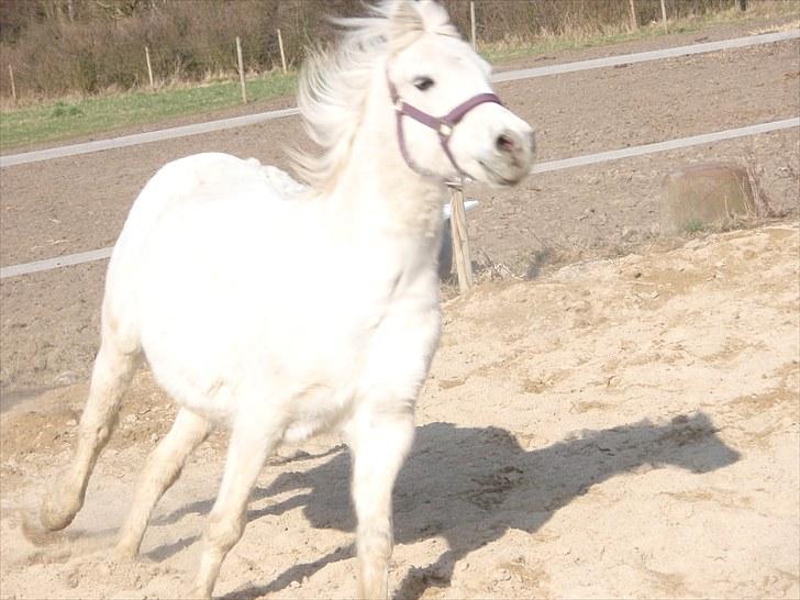 Dartmoor Kitti / Nekita frydenlund - Kitti, er lidt sommer fed ;) billede 5