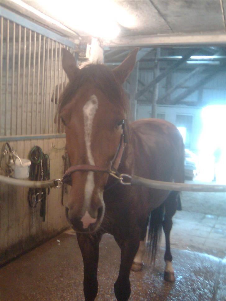 Traver Montana Sølvtop billede 1