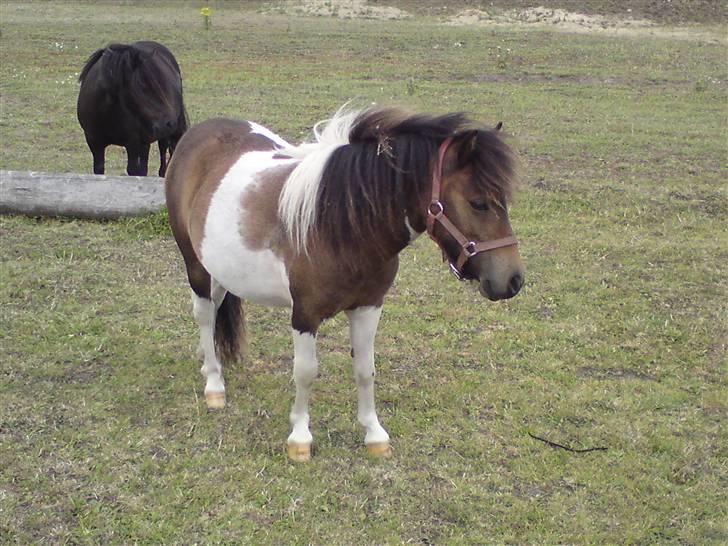 Miniature Lindegaardens Surprise - Nyt taget d. 2 aug. 2008. billede 9
