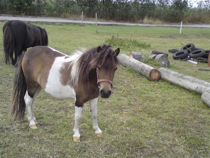 Miniature Lindegaardens Surprise - Nyt taget d. 2 aug. 2008. billede 10